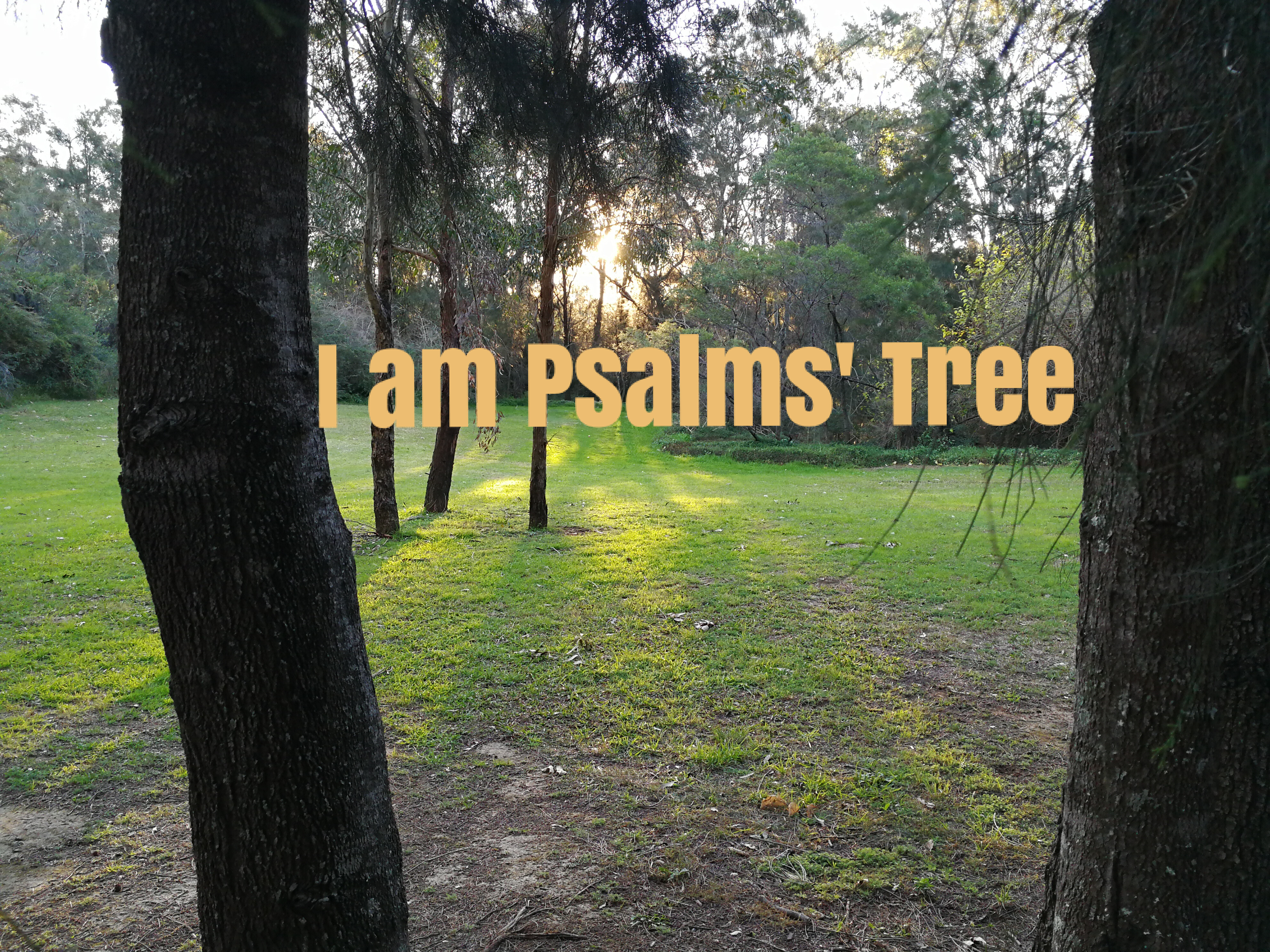 I am the Psalms’ Tree