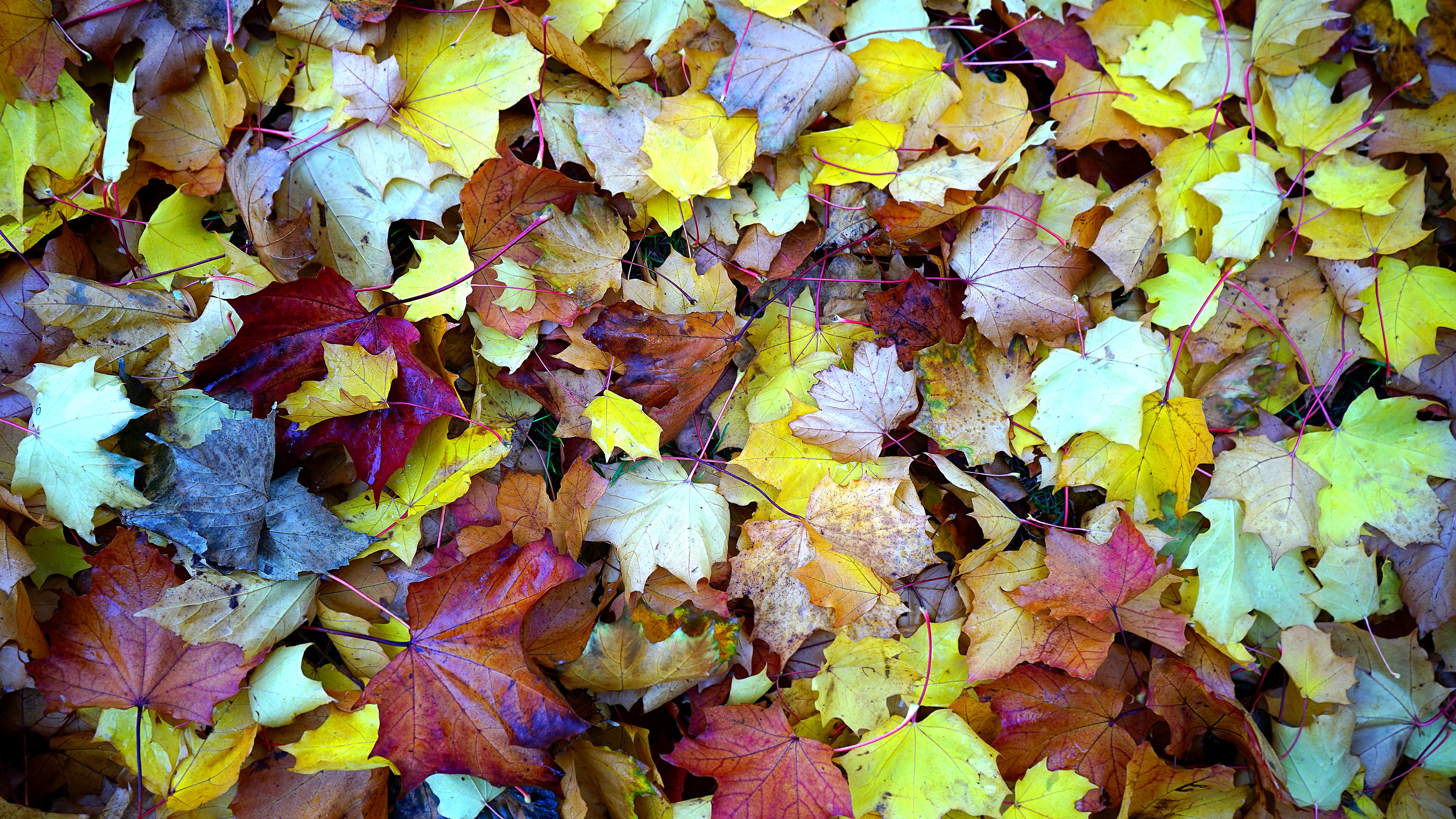 abstract-autumn-autumn-leaves-213613.jpg
