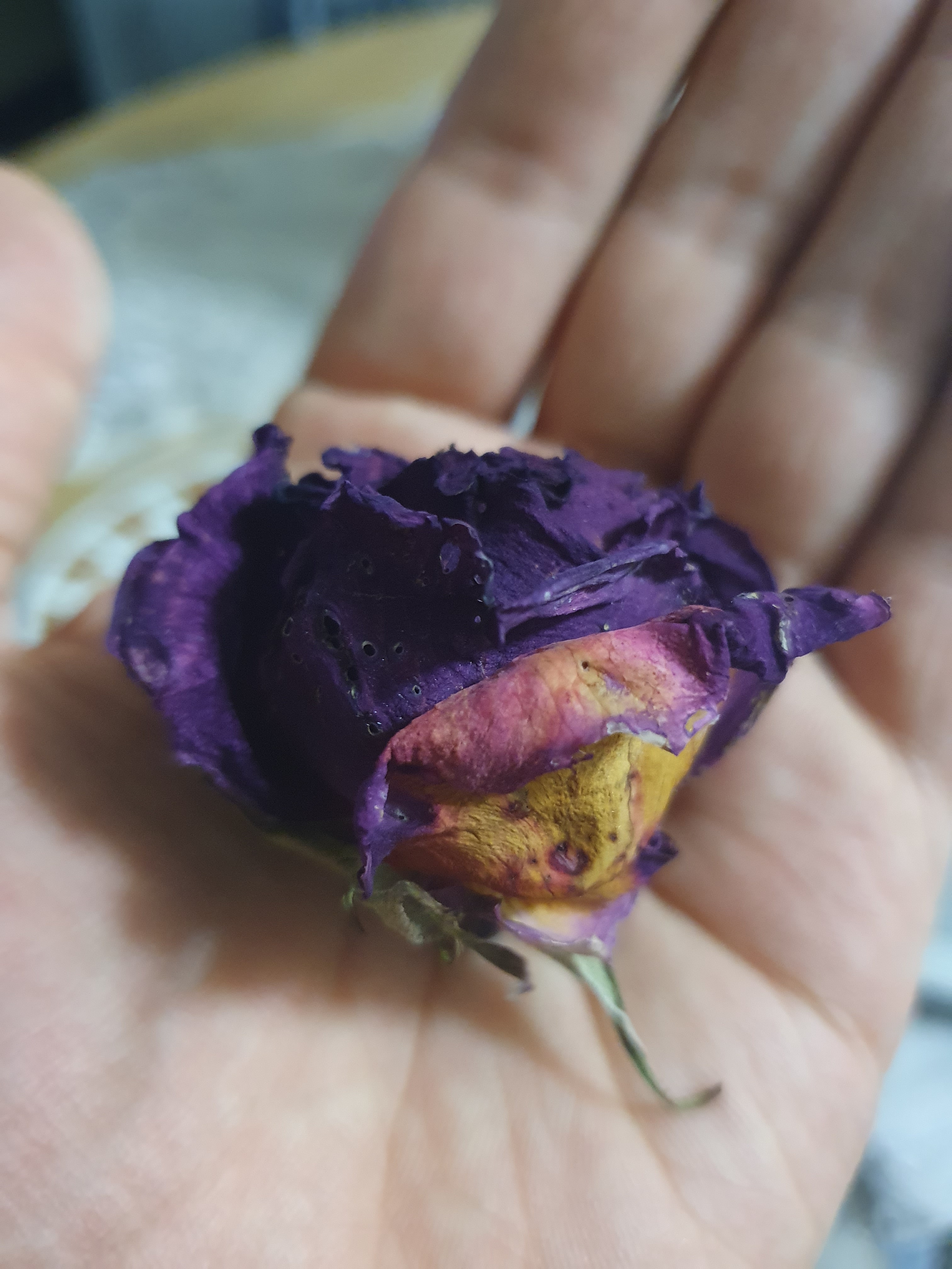 Dried Roses