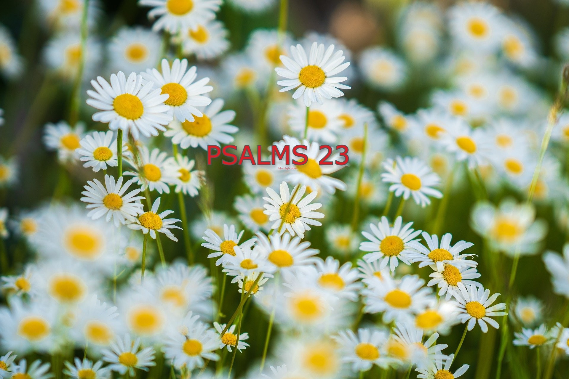Day 14 – Psalm 23