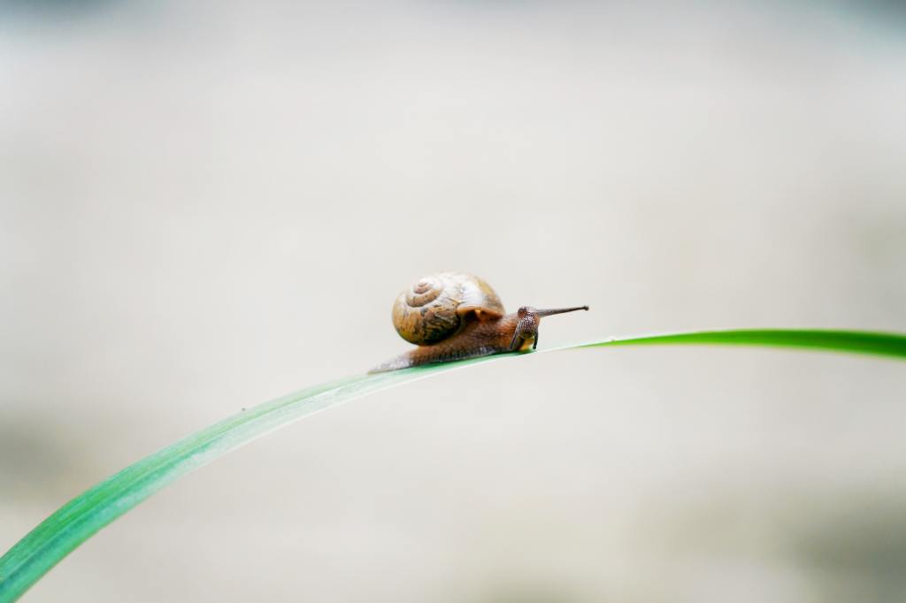 Stop trying, Start Trusting..Nothing wrong with Moving like a snail