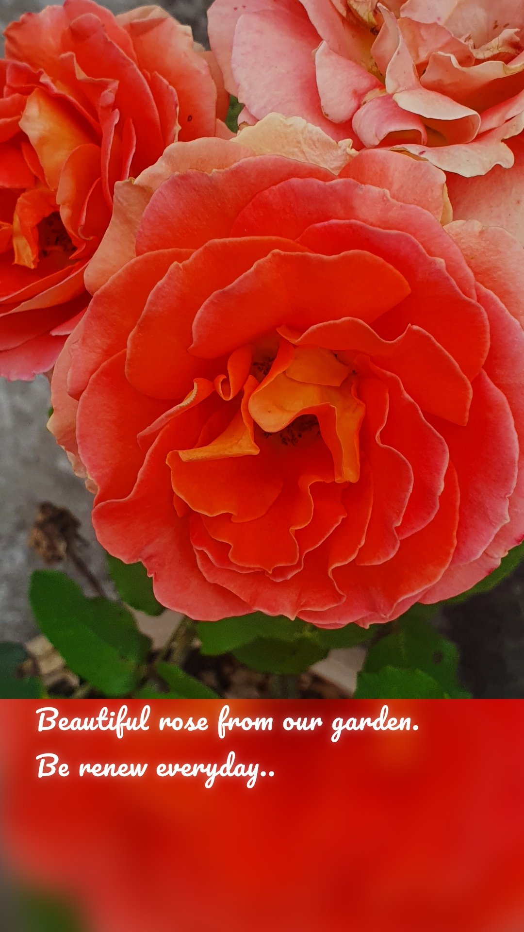 Beautiful rose from our garden.
Be renew everyday..