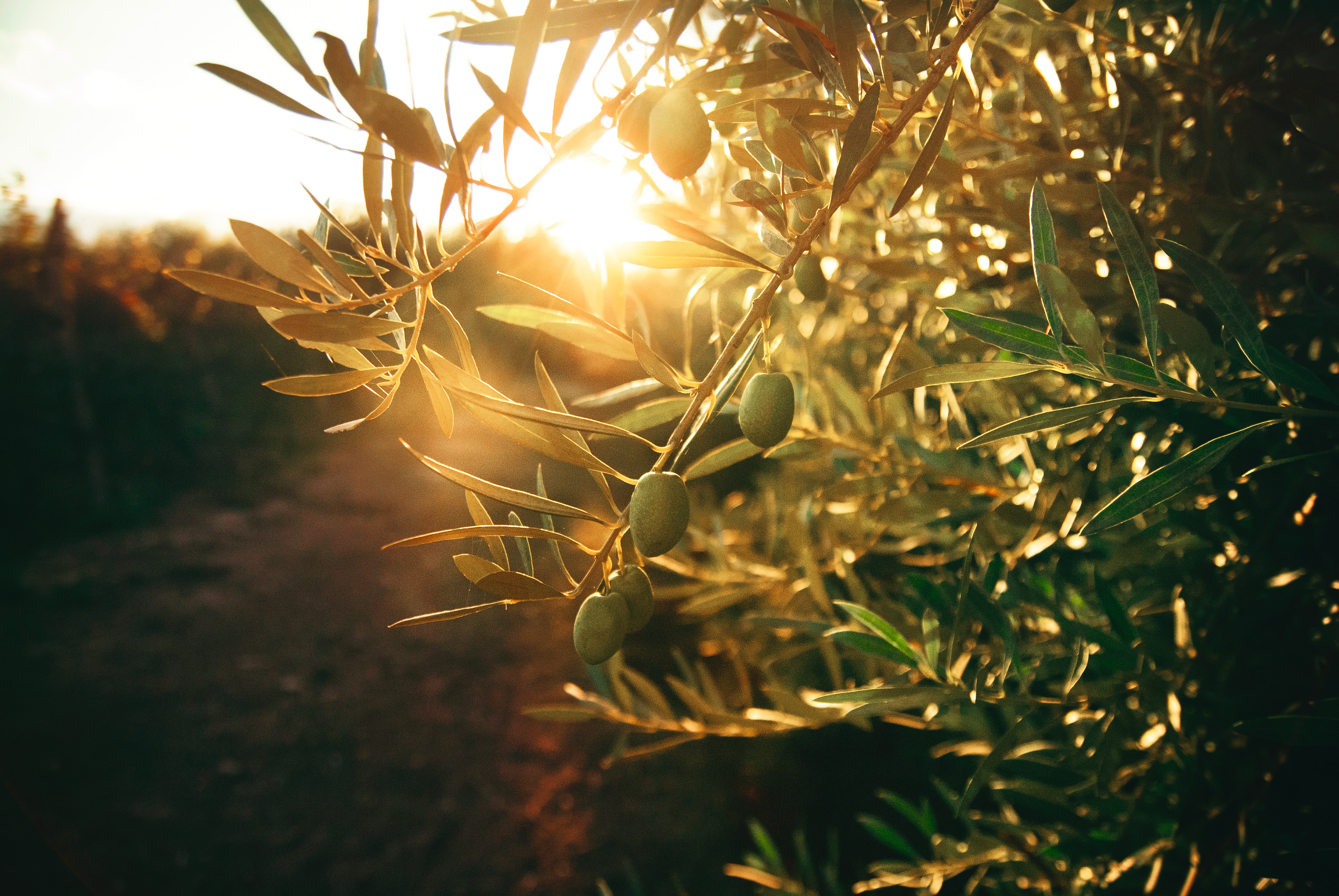 The Habit of going(as usual)to the Mount of Olives