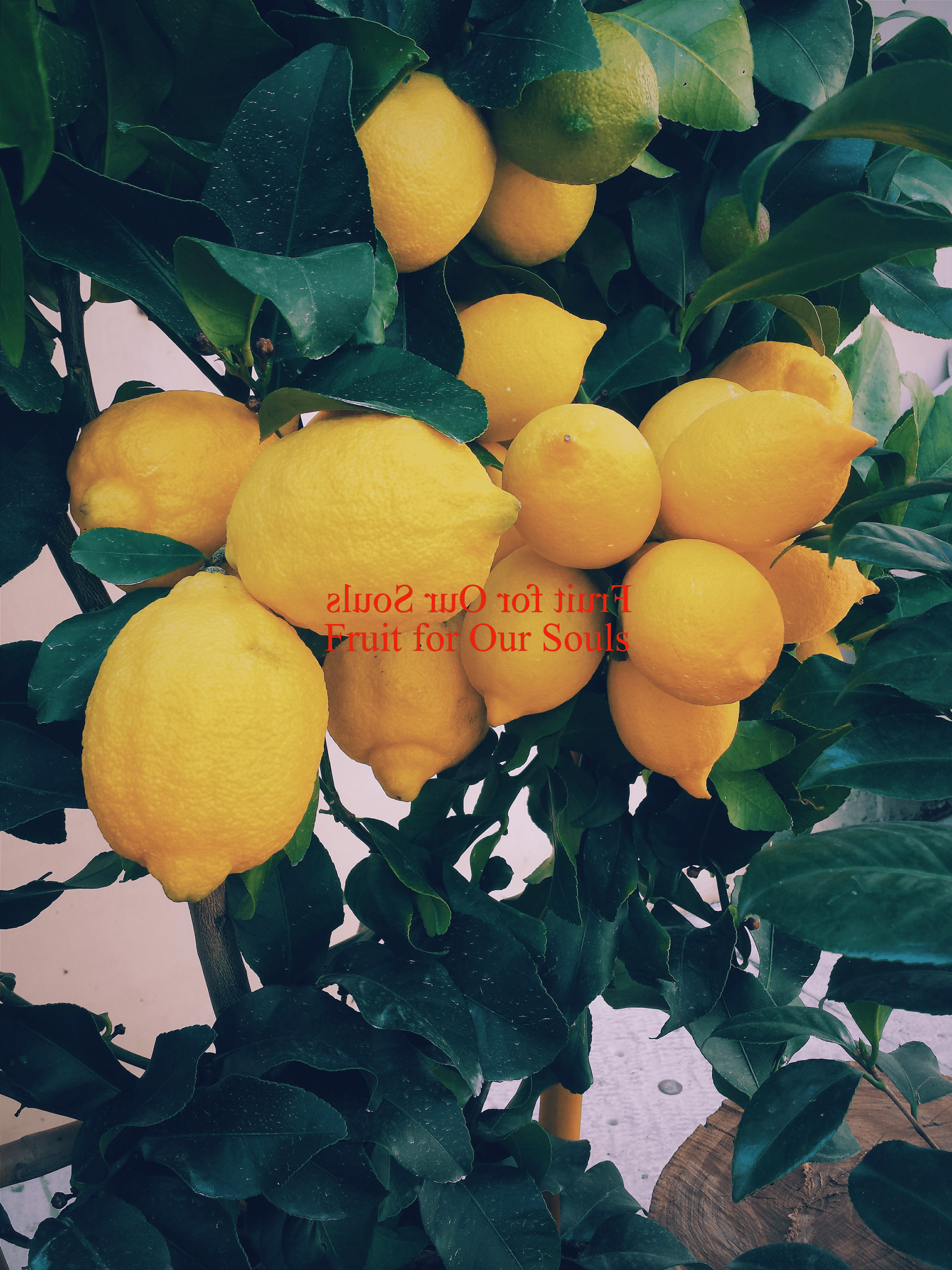 Fruit for our Souls