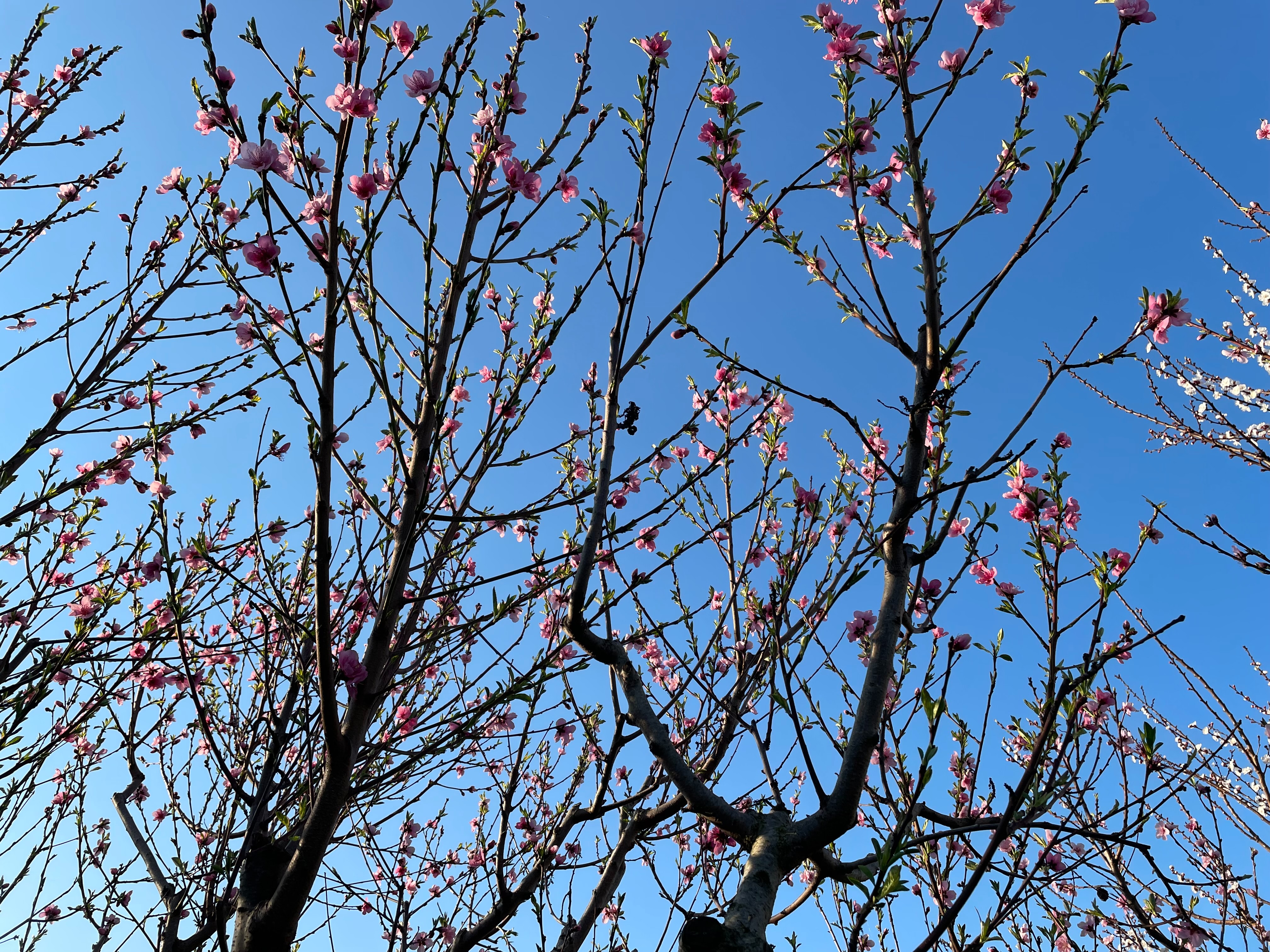 Spring has Sprung in Australia -Again