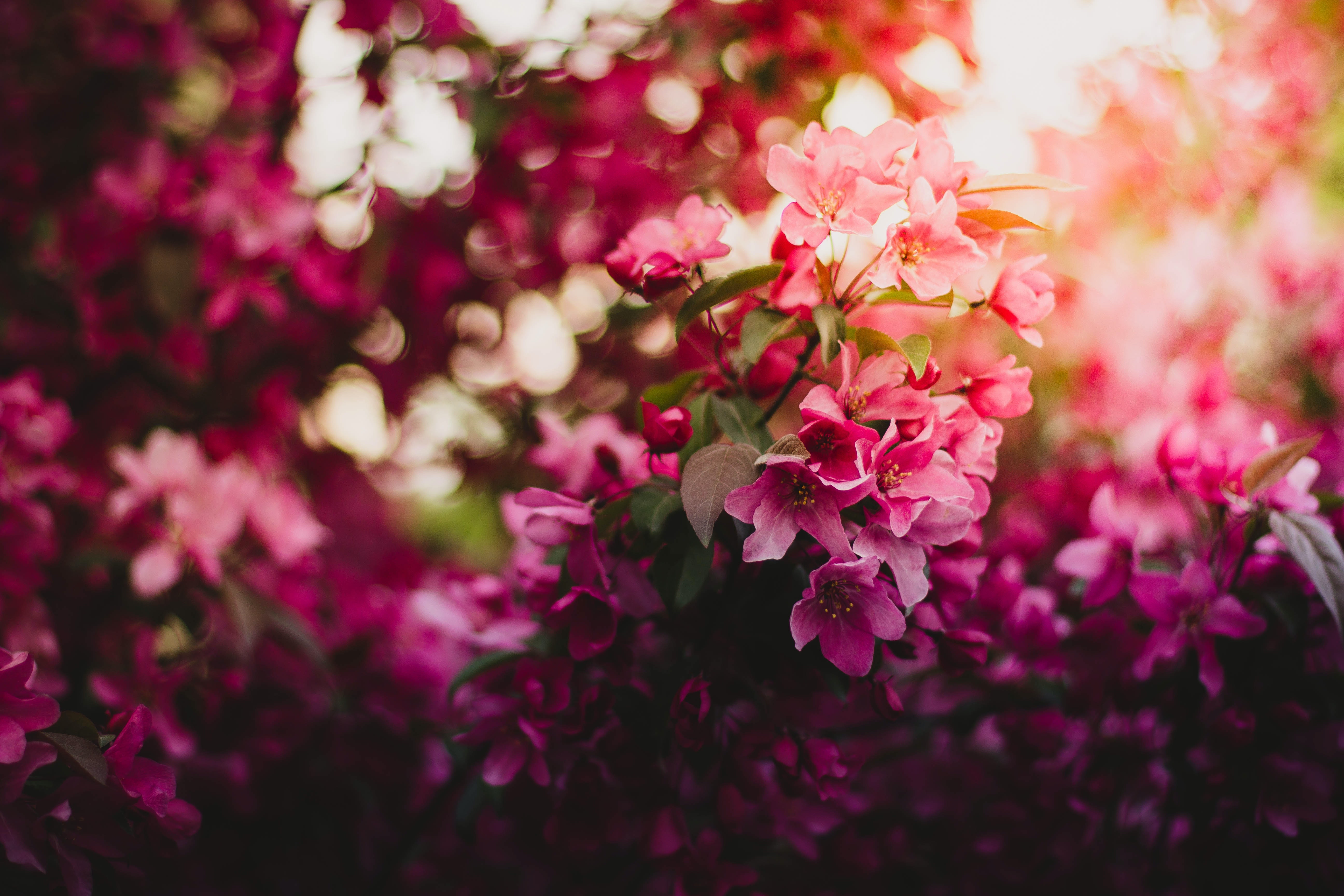 Happy Mother’s Day, A Mother’s Love