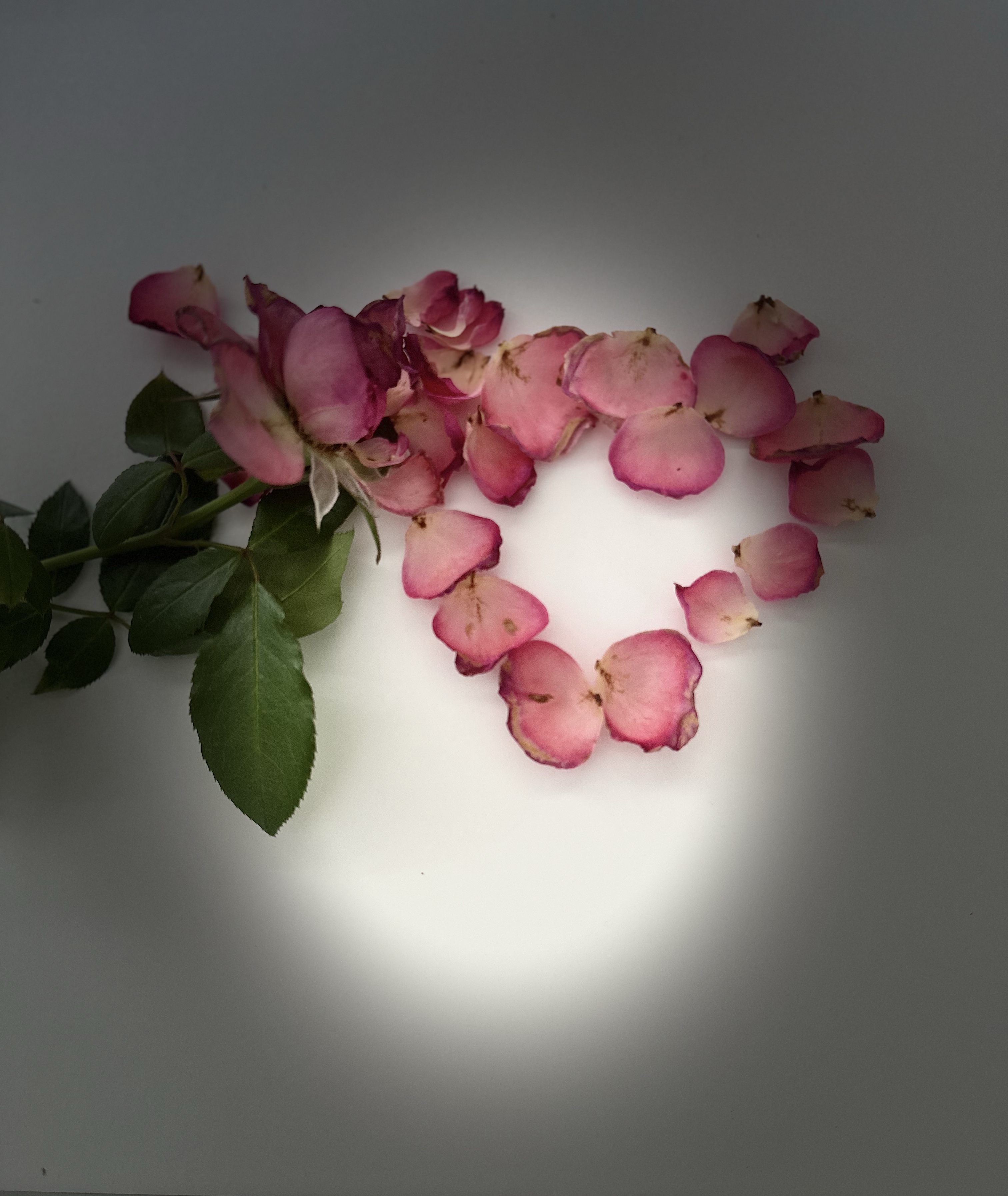 Embracing the Beauty of Life: A Journey of Love, Purpose, and Eternal Significance
