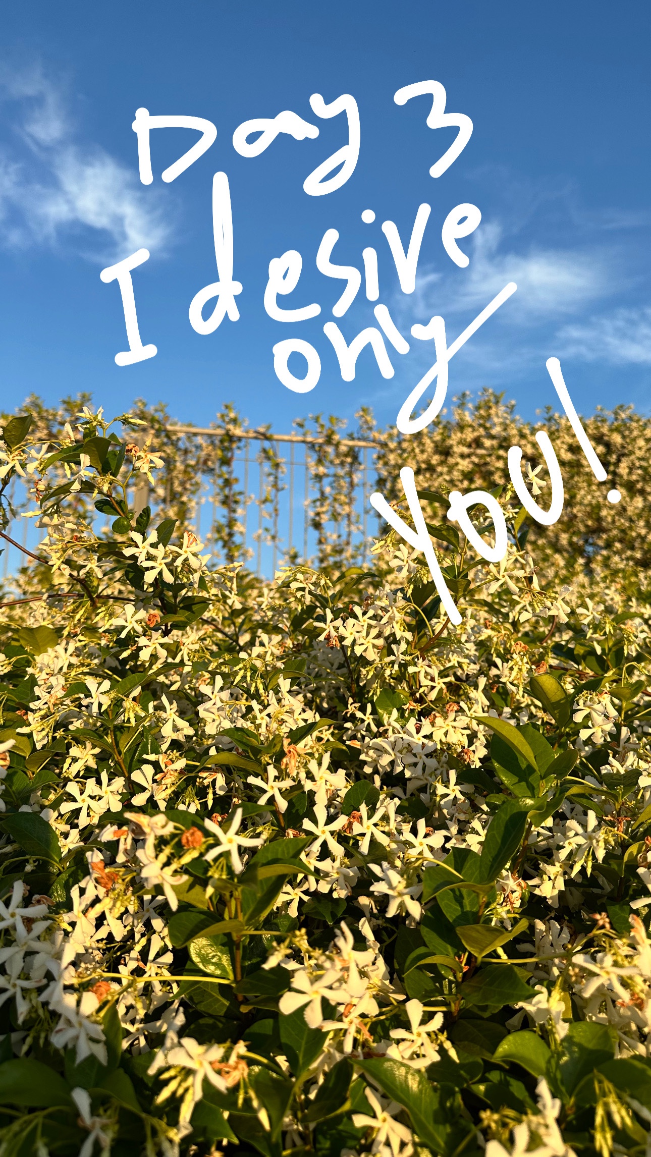 Day 3 of 7-Day Devotion : 𝓘 𝓭𝓮𝓼𝓲𝓻𝓮 𝓸𝓷𝓵𝔂 𝓨𝓸𝓾
